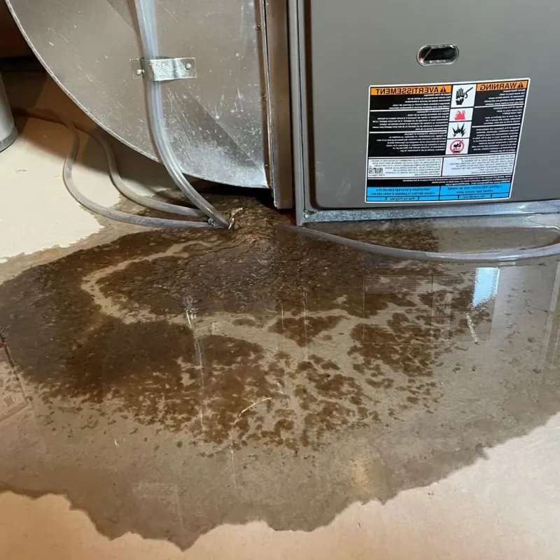 Pipe Burst and Leak Restoration in Edgewater, MD